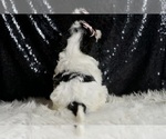 Small Photo #89 Cavapoo Puppy For Sale in WARSAW, IN, USA