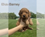 Small #8 Goldendoodle (Miniature)