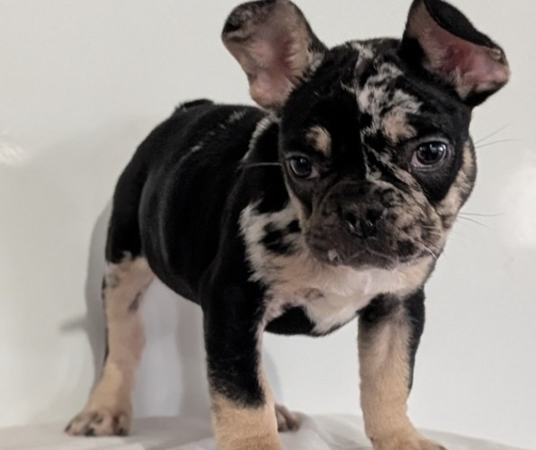 Medium Photo #6 French Bulldog Puppy For Sale in GOSHEN, IN, USA