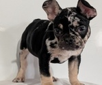 Small #5 French Bulldog