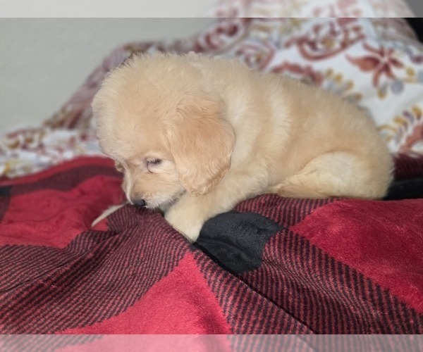 Medium Photo #13 Goldendoodle Puppy For Sale in DUBLIN, TX, USA