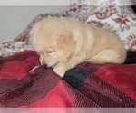 Small #12 Goldendoodle