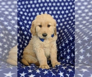 Golden Retriever Puppy for sale in OXFORD, PA, USA
