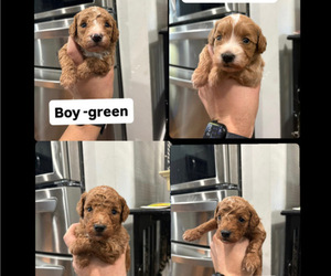 Goldendoodle (Miniature) Puppy for Sale in DALLAS, Texas USA