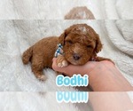 Puppy Bodhi Poodle (Toy)