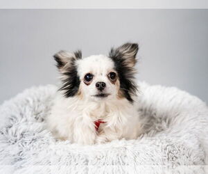 Chihuahua Dogs for adoption in St. Louis Park, MN, USA