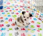 Small #3 Papitese