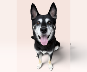 Siberian Husky-Unknown Mix Dogs for adoption in Rockville, MD, USA