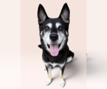 JOSH - Male Siberian Husky-Unknown Mix Dog for Adoption - Small photo