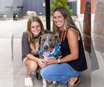 Small #4 American Pit Bull Terrier Mix