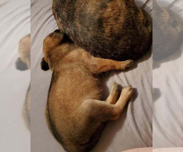 Medium Photo #4 Dachshund-Unknown Mix Puppy For Sale in Aurora, IN, USA