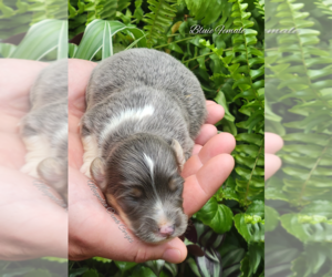 Pembroke Welsh Corgi Puppy for Sale in CRESTVIEW, Florida USA