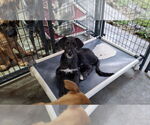Small #5 Irish Wolfhound Mix