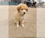 Small Photo #12 Chow Chow-German Shepherd Dog Mix Puppy For Sale in N POTOMAC, MD, USA