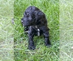 Small Photo #11 Poodle (Standard) Puppy For Sale in KEIZER, OR, USA
