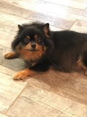 Mother of the Pomeranian puppies born on 07/31/2017