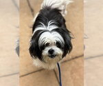 Small #12 Shih Tzu Mix