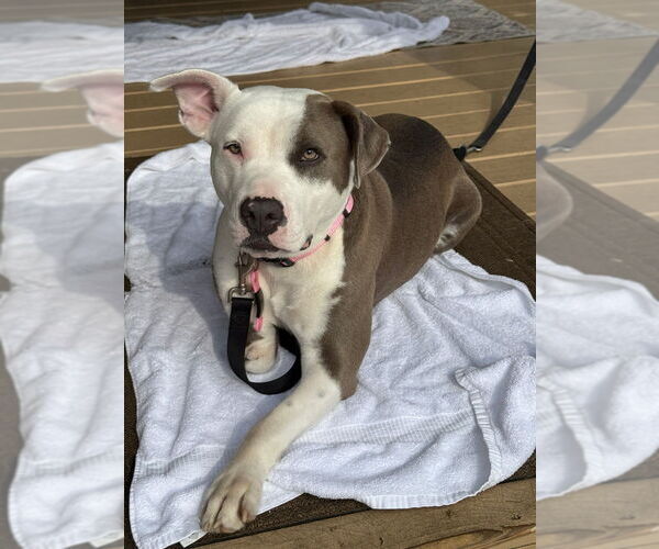 Medium Photo #6 American Pit Bull Terrier-Unknown Mix Puppy For Sale in Brewster, NY, USA