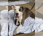 Small #5 American Pit Bull Terrier Mix