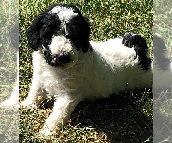 Medium Photo #4 Poodle (Standard) Puppy For Sale in WAYLAND, IA, USA