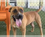 Small #1 Boxer Mix