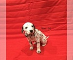 Small Photo #4 Dalmatian Puppy For Sale in RUFFIN, NC, USA