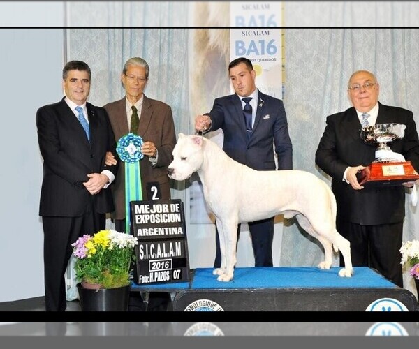 Medium Photo #1 Dogo Argentino Puppy For Sale in EAGLE MOUNTAIN, UT, USA