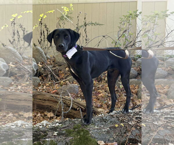 Medium Photo #6 Labrador Retriever-Unknown Mix Puppy For Sale in Westwood, NJ, USA