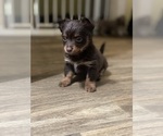 Small #2 Chihuahua