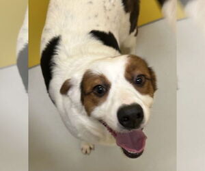 Spaniel-Unknown Mix Dogs for adoption in Pampa, TX, USA