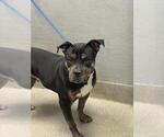 Small American Pit Bull Terrier Mix