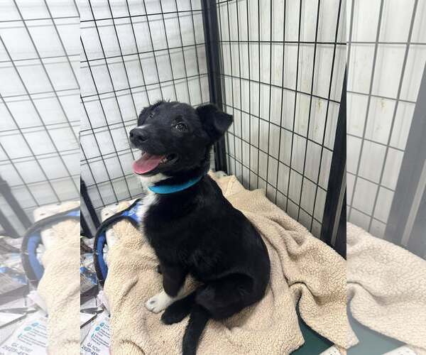 Medium Photo #3 Australian Shepherd-Unknown Mix Puppy For Sale in Mukwonago, WI, USA