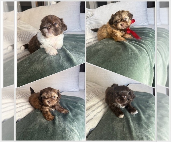Medium Photo #1 Shih Tzu Puppy For Sale in SAHUARITA, AZ, USA