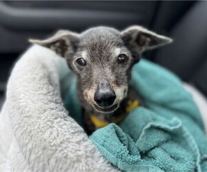 Chihuahua-Unknown Mix Dogs for adoption in Newport Beach, CA, USA