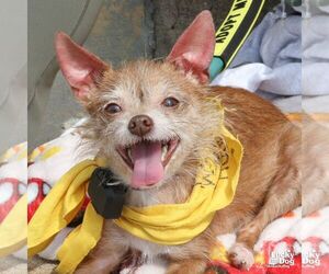 Jipsy - Female Chihuahua-Unknown Mix Dog for Adoption - Photo #7