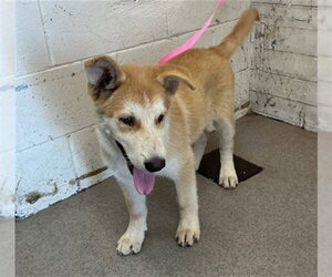 Gerberian Shepsky Dogs for adoption in San Bernardino, CA, USA