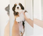 Small Photo #8 Bernedoodle Puppy For Sale in LINDON, UT, USA