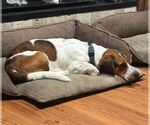 Small #3 Basset Hound
