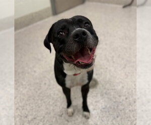 Mutt Dogs for adoption in Brighton, CO, USA