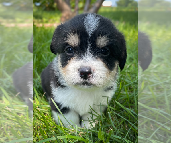 Medium Photo #1 Shorgi Puppy For Sale in FAIRBANK, IA, USA