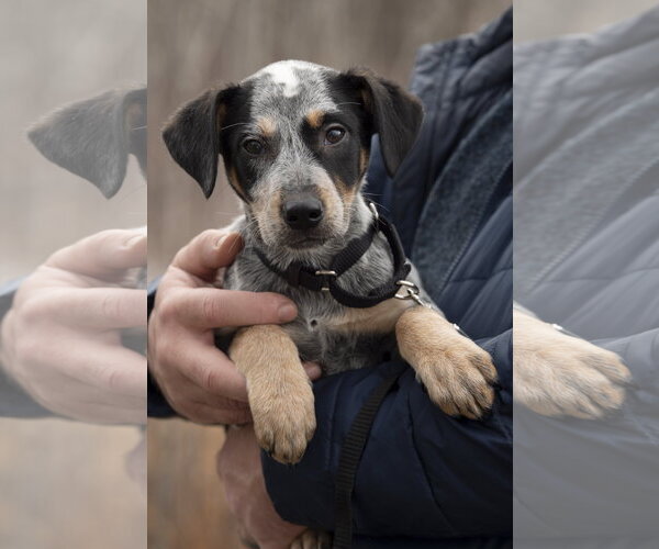 Medium Photo #2 Mutt Puppy For Sale in Garden City, NY, USA