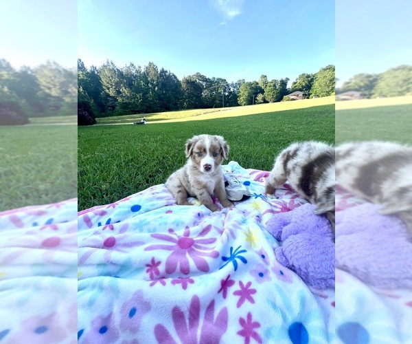 Medium Photo #6 Australian Shepherd Puppy For Sale in MOSELLE, MS, USA