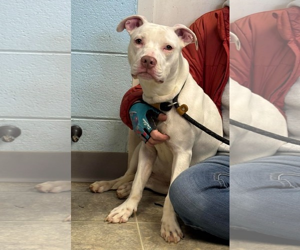 Medium Photo #2 Mutt Puppy For Sale in Rustburg, VA, USA