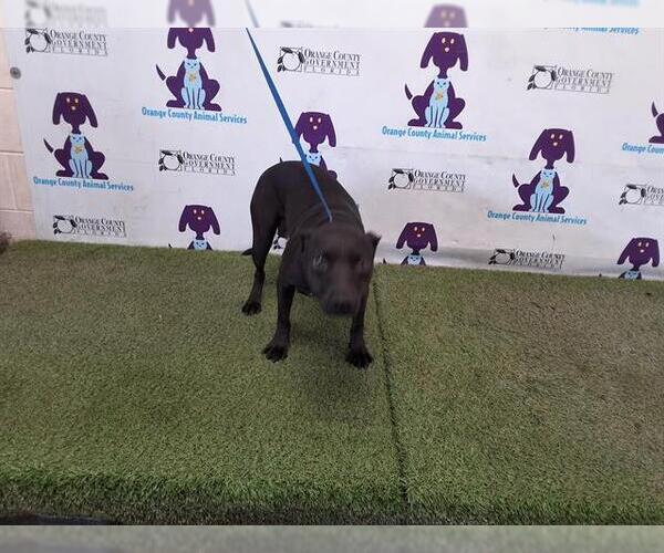 Medium Photo #1 American Pit Bull Terrier Puppy For Sale in Orlando, FL, USA