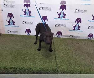 American Pit Bull Terrier Dogs for adoption in Orlando, FL, USA