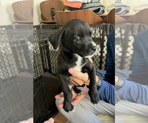 Labrador Retriever-Unknown Mix Dogs for adoption in San Diego, CA, USA