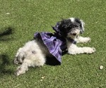 Small Photo #1 Poodle (Toy) Puppy For Sale in DETROIT, MI, USA