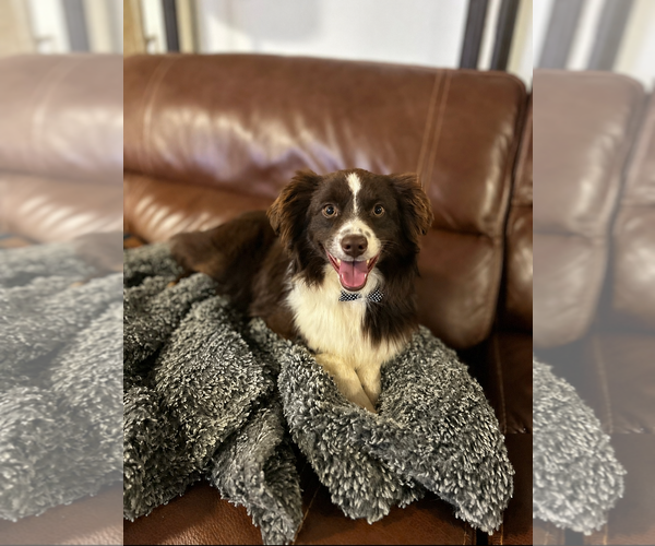 Medium Photo #2 Australian Shepherd Puppy For Sale in Dallas, TX, USA