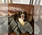 Small #1 Australian Shepherd
