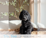 Puppy 4 Goldendoodle mix (+ Poodle Standard)